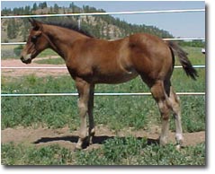 Click here to view our broodmares and their offspring.