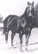 Sugar Bars AQHA Stallion