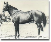 Three Hawks - Foundation son of Three Bars